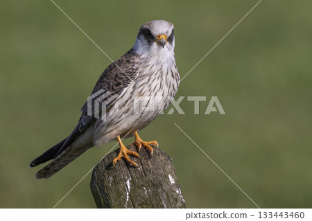 Red-footed falcon perched on a post in Eempolder, Netherlands, enjoying a sunny day 133443460
