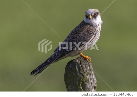 Red-footed falcon perched on a post in Eempolder, Netherlands, enjoying a sunny day Red-footed falcon perched on a post in Eempolder, Netherlands, enjoying a sunny day 133443463