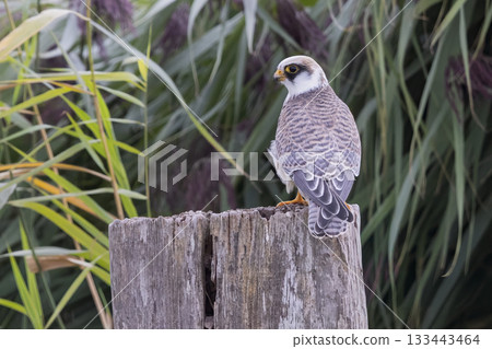Red-footed falcon resting on a wooden post in Eempolder, Netherlands during a sunny day 133443464