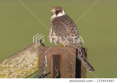 Red-footed falcon spotted perched on a fence post in Eempolder, Netherlands during bright daylight Red-footed falcon spotted perched on a fence post in Eempolder, Netherlands during bright daylight 133443465