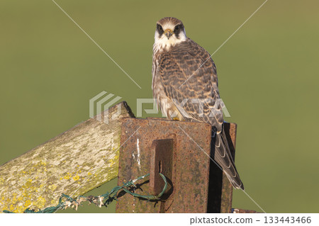 Red-footed falcon spotted perched on a fence post in Eempolder, Netherlands during bright daylight Red-footed falcon spotted perched on a fence post in Eempolder, Netherlands during bright daylight 133443466