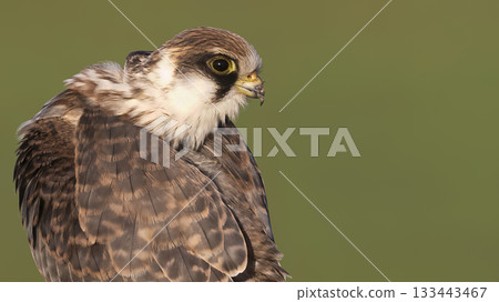 Red-footed falcon spotted in Eempolder, Netherlands during golden hour watching its surroundings 133443467