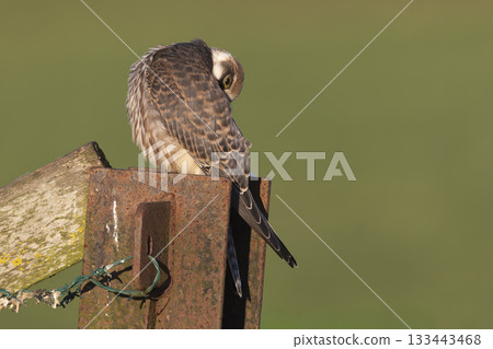 Red-footed falcon spotted perched on a fence post in Eempolder, Netherlands during bright daylight Red-footed falcon spotted perched on a fence post in Eempolder, Netherlands during bright daylight 133443468