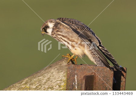 Red-footed falcon spotted perched on a fence post in Eempolder, Netherlands during bright daylight Red-footed falcon spotted perched on a fence post in Eempolder, Netherlands during bright daylight 133443469