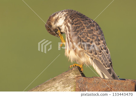 Red-footed falcon foraging at twilight in Eempolder wetland, Netherlands Red-footed falcon foraging at twilight in Eempolder wetland, Netherlands 133443470