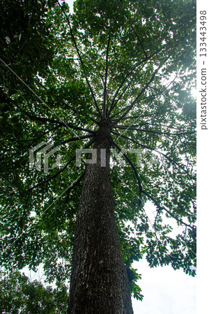 A large tree and green leaves. A large tree and green leaves. 133443498