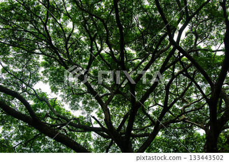 Nice green leaf and tree canopy 133443502