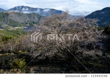 Takeda Castle and sea of clouds in Asago City, Hyogo Prefecture 133443546