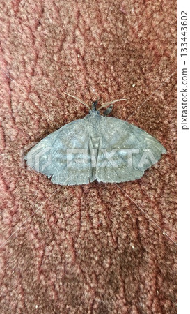 A dark grey moth with subtly patterned wings rests on a textured red-brown surface, its delicate form contrasting with the rough fabric beneath it as light reveals the fine details of its body. 133443602