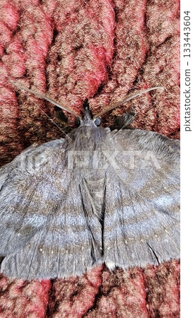 A dark grey moth with subtly patterned wings rests on a textured red-brown surface, its delicate form contrasting with the rough fabric beneath it as light reveals the fine details of its body. 133443604