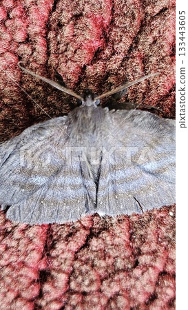 A dark grey moth with subtly patterned wings rests on a textured red-brown surface, its delicate form contrasting with the rough fabric beneath it as light reveals the fine details of its body. 133443605
