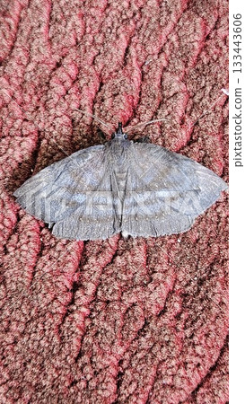 A dark grey moth with subtly patterned wings rests on a textured red-brown surface, its delicate form contrasting with the rough fabric beneath it as light reveals the fine details of its body. 133443606