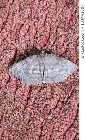 A dark grey moth with subtly patterned wings rests on a textured red-brown surface, its delicate form contrasting with the rough fabric beneath it as light reveals the fine details of its body. A dark grey moth with subtly patterned wings rests on a textured red-brown surface, its delicate form contrasting with the rough fabric beneath it as light reveals the fine details of its body. 133443607