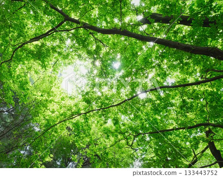 Deep green Deep green 133443752