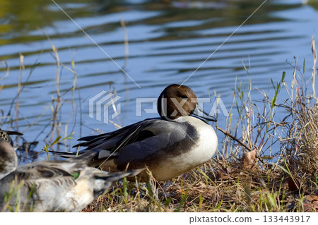 小長鴨 133443917