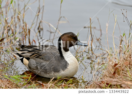 小長鴨 小長鴨 133443922