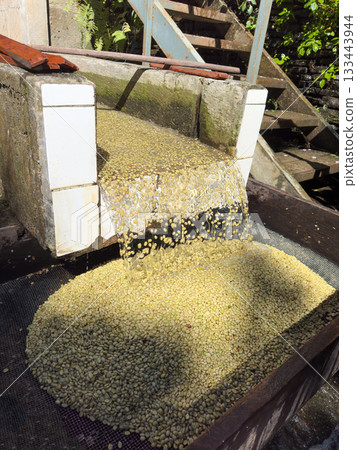 Washing pulped coffee beans 133443944