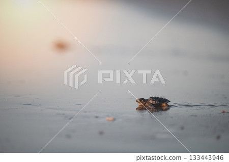Close up of baby turtle Close up of baby turtle 133443946