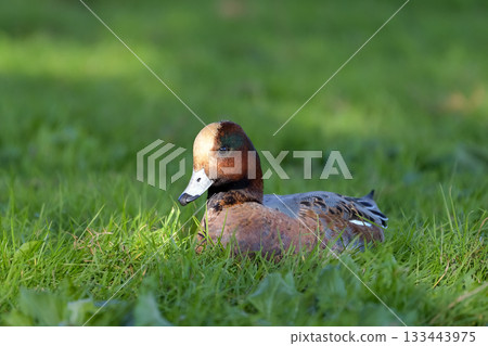 Wigeon Wigeon 133443975