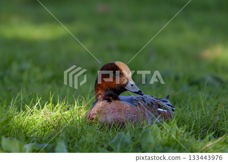 Wigeon Wigeon 133443976