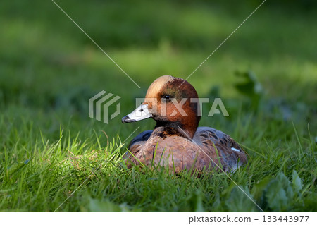 Wigeon Wigeon 133443977