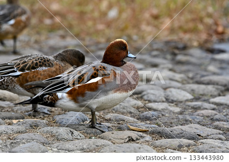  Wigeon 133443980