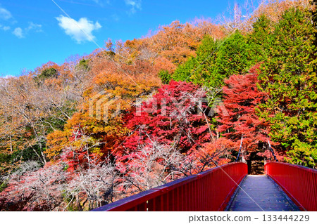Autumn foliage scenery of Otaki Valley Autumn foliage scenery of Otaki Valley 133444229