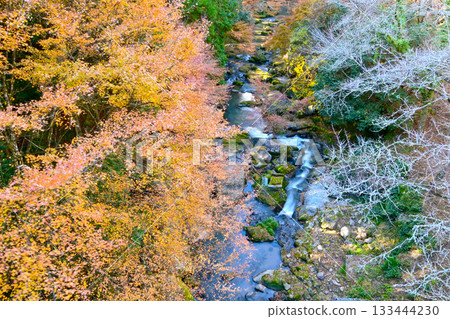 Autumn foliage scenery of Otaki Valley Autumn foliage scenery of Otaki Valley 133444230