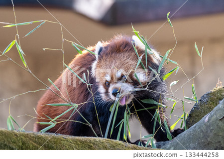 Close-up of a red panda on a tree 133444258