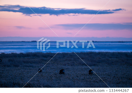 北海道野付半島黎明前的天空與蝦夷鹿 133444267