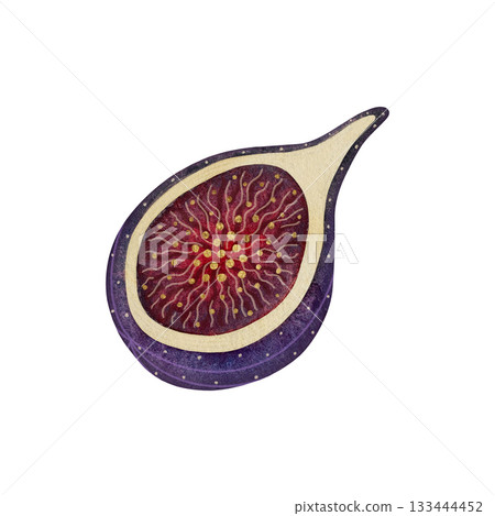 Watercolor fig half. Half of a ripe fig fruit isolated on white background. Watercolor fig half. Half of a ripe fig fruit isolated on white background. 133444452