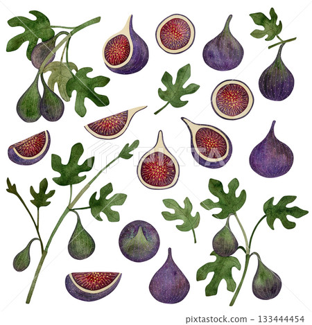 Watercolor set of fresh figs: whole fruits, sliced figs, and branches with leaves and ripening fruit, all on a white background. Watercolor set of fresh figs: whole fruits, sliced figs, and branches with leaves and ripening fruit, all on a white background. 133444454