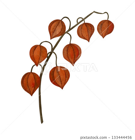 Watercolor physalis branch. Branch with orange physalis fruits, no leaves, isolated on white. Watercolor physalis branch. Branch with orange physalis fruits, no leaves, isolated on white. 133444456