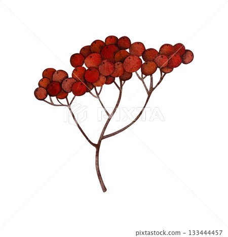 Watercolor rowan branch. Autumn branch with ripe red rowan berries, no leaves, isolated on white. Watercolor rowan branch. Autumn branch with ripe red rowan berries, no leaves, isolated on white. 133444457