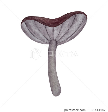 Watercolor forest mushroom. Mushroom with purple cap and gray stem isolated on white background. Watercolor forest mushroom. Mushroom with purple cap and gray stem isolated on white background. 133444487