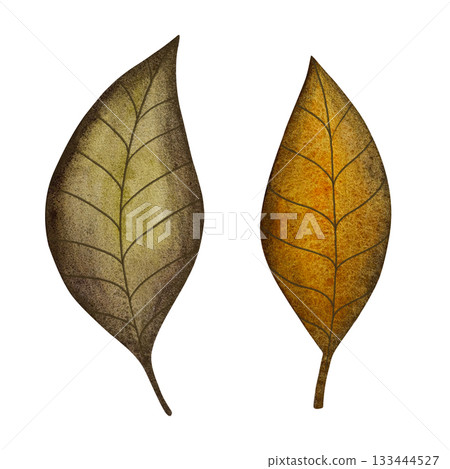 Watercolor green leaf. Smooth green leaf isolated on white background. 133444527