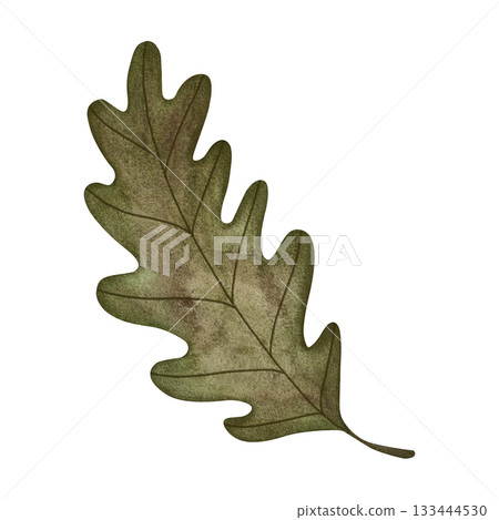 Watercolor oak leaf. Single green oak leaf isolated on white background. 133444530