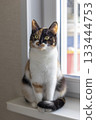 Beautiful young domestic tricolor cat with yellow-green (amber) eyes sits on a windowsill indoors and looks away. Selective focus, close-up. 133444753