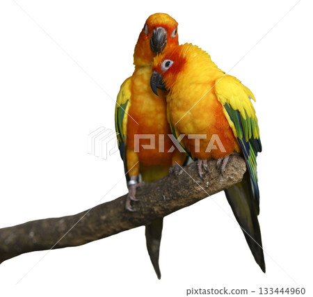 Two vibrant sun conure parrots perched closely on a branch. Their colorful plumage of yellow, orange, green, and blue is striking against. Isolated studio shot. Two vibrant sun conure parrots perched closely on a branch. Their colorful plumage of yellow, orange, green, and blue is striking against. Isolated studio shot. 133444960