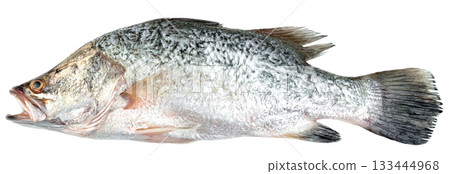 Freshly caught Barramundi fish isolated. This large, silver-scaled fish is a popular food source, ideal for culinary and seafood industry visuals. Raw ingredient preparation. 133444968