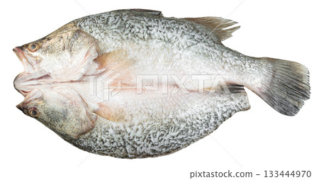 Two whole raw barramundi fish joined at the belly, presented against. Ideal for culinary use, seafood markets, and health or diet concepts. Fresh fish preparation. 133444970