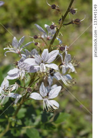 Burning Bush 133445149