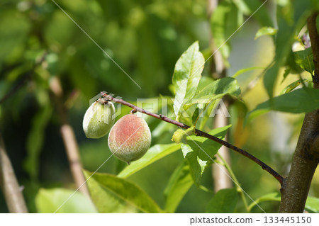 Peach tree Peach tree 133445150