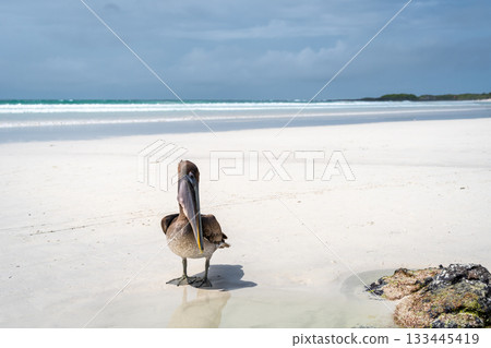 Brown pelican resting on rocks at Tortuga Bay, Galapagos islands, Ecuador Brown pelican resting on rocks at Tortuga Bay, Galapagos islands, Ecuador 133445419