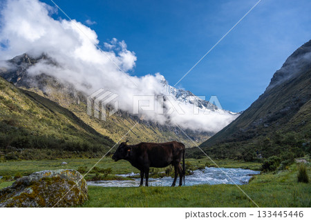 Cow standing by a river with mountains on the Laguna 69 trek, Peru 133445446