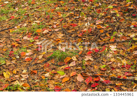 落到地上的秋葉 133445961
