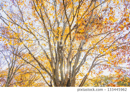 Autumn leaves of Zelkowa 133445962