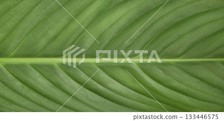Abstract green leaf background with space for text. Design element for offers, ads, and congratulations Abstract green leaf background with space for text. Design element for offers, ads, and congratulations 133446575