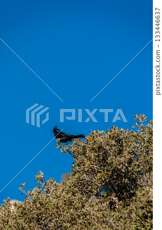 Bird in Josua Tree National park 133446637