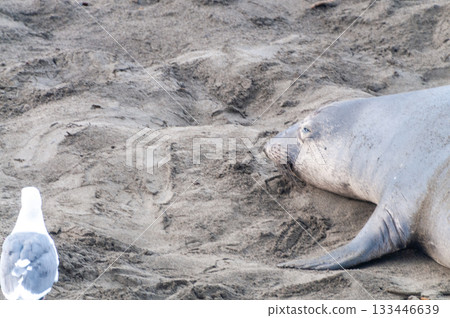 At the Elephant Seal Vista Point At the Elephant Seal Vista Point 133446639